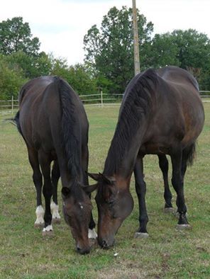 Les chevaux à recueillir