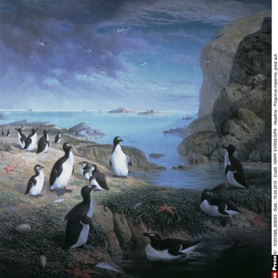 Pinguinus impennis, great auk, le grand pingouin: peinture à l'huile de John Gerrad Keulemans