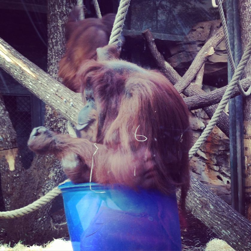 Nénette au Museum National d'Histoire Naturelle
