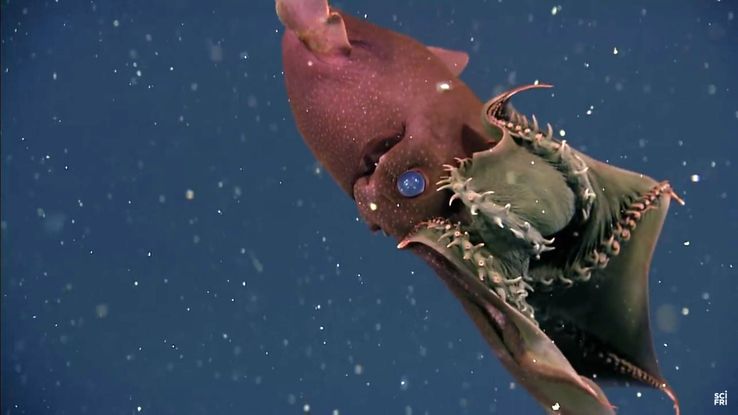 Le Vampyroteuthis infernalis.