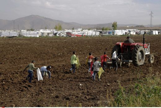 Des enfants syriens récupèrent de quoi manger dans un champ de tomates, pour nourrir leur famille
