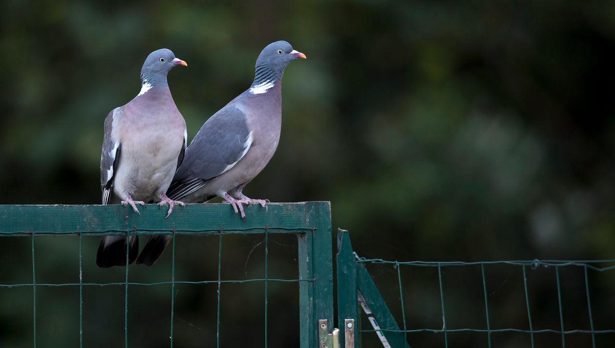 Ardeche Le Pigeon Ramier Pourrait Etre Abattu Toute L Annee