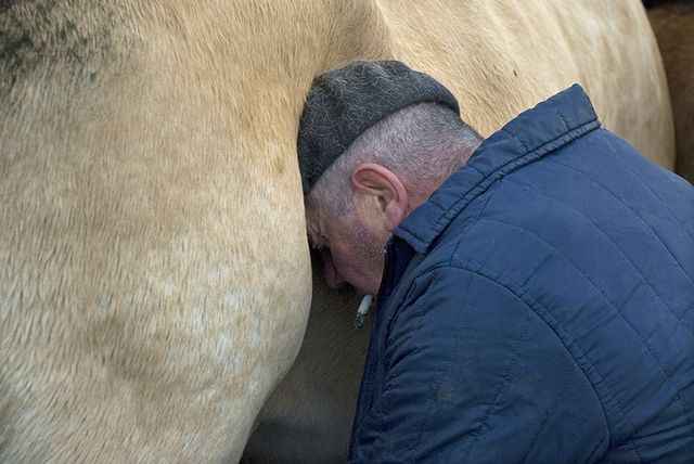 JC Ramon traite une vache
