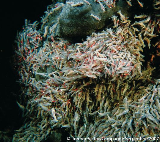 Un essaim de crevettes Rimicaris exoculata, sur une faille hydrothermale.