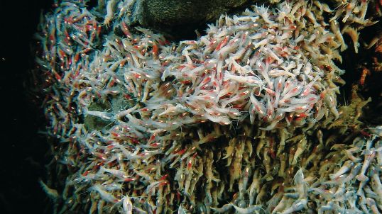Un essaim de crevettes Rimicaris exoculata, sur une faille hydrothermale.