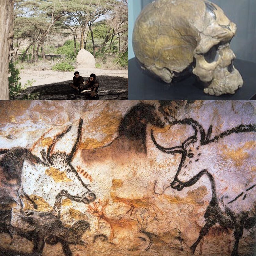 Photographie des peintures animales de Lascaux / Représentation de l'Homo erectus (Daka en Ethiopie) utilisant une hache à main / Crâne d'Homo sapiens idaltu.