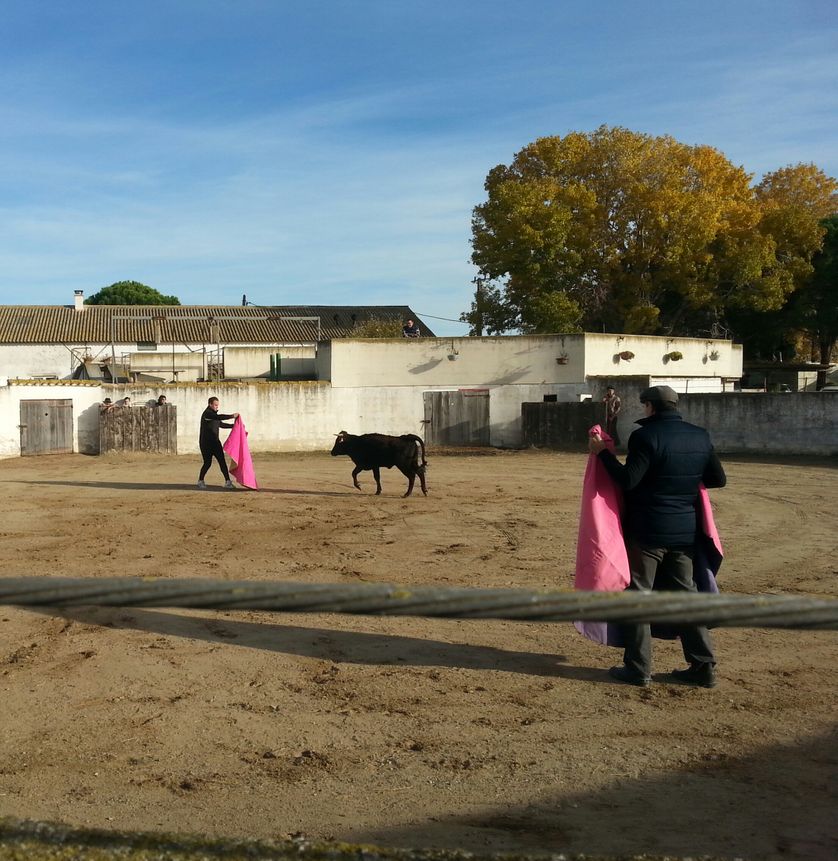 Élèves du centre de tauromachie de Nîmes