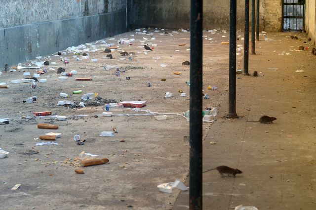 Dans une cour de la prison de Fresnes, les rats côtoient les déchets.