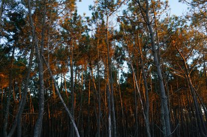 Le gemmage (extraction de la gemme - ou résine - du pin), une pratique qui était tombée en désuétude et qui revient aujourd'hui dans la forêt des Landes Le gemmage (extraction de la gemme - ou résine - du pin), une pratique qui était tombée en désuétude et qui revient aujourd'hui dans la forêt des Landes