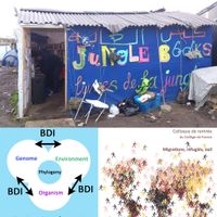Bibliothèque dans "la jungle" de Calais (camps de réfugiés) / Schéma informatique de la biodiversité (phylogénie) / Collège de France
