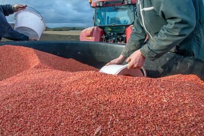 Approvisionnement du semoir à grains avec des semences traitées de récolte fermière de blé tendre Approvisionnement du semoir à grains avec des semences traitées de récolte fermière de blé tendre
