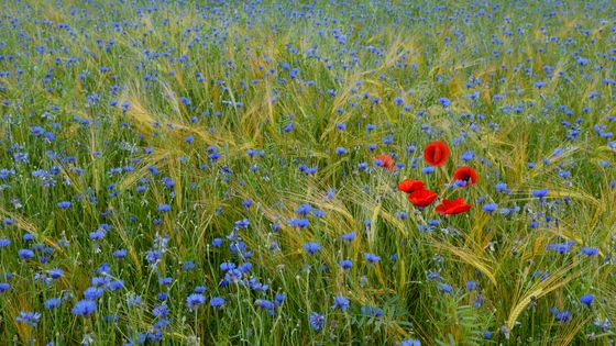 Centaurea cyanus et Papaver rhoeas dans un pré dans les Vosges ©AFP - MICHEL RAUCH / BIOSPHOTO
