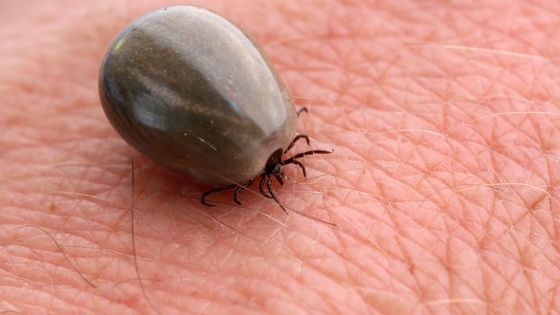 A l'origine de la maladie de Lyme, il y a un petit animal qui s'appelle la tique… ©Getty - gblu