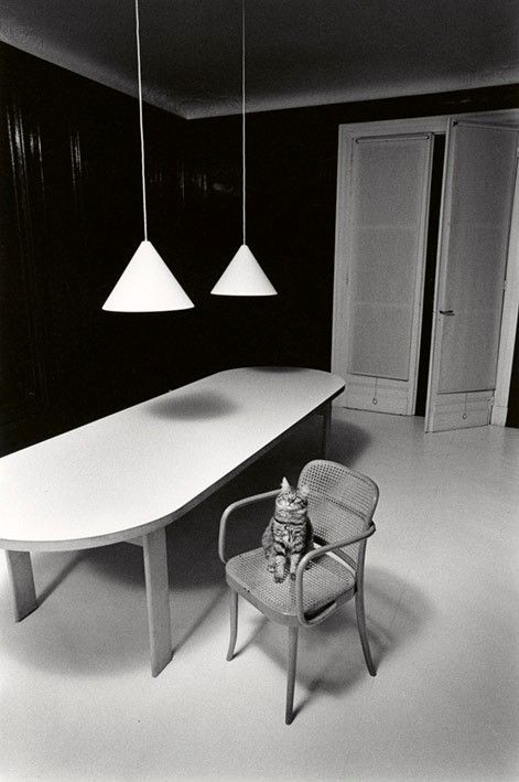 Chat solitaire dans un environnement inhospitalier. Paris, 1973