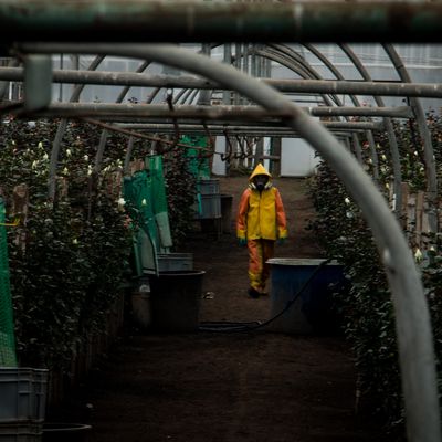 Fumigation d'une serre de roses, Equateur