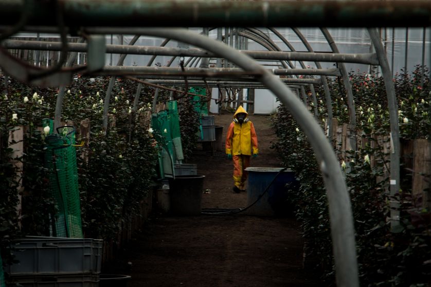 Fumigation d'une serre de roses, Equateur