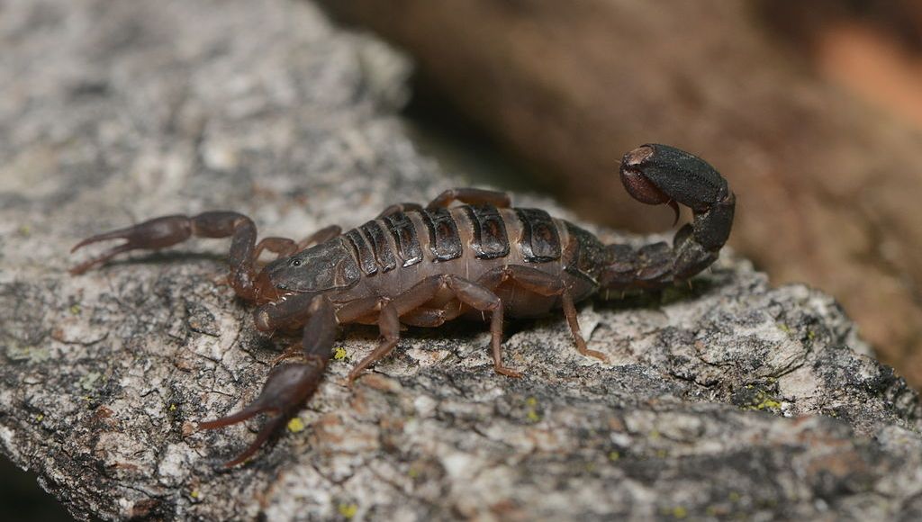 Insolite Un Couple De Chalon Sur Saone Trouve Un Scorpion Dans Sa Cuisine