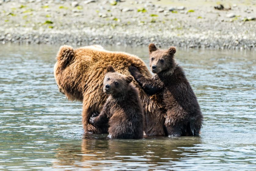 Silver Salmon Creek en Alaska