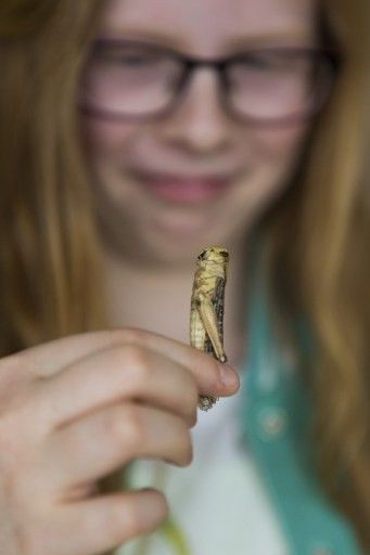 Une jeune fille tient un insecte (bug) qu'elle va manger