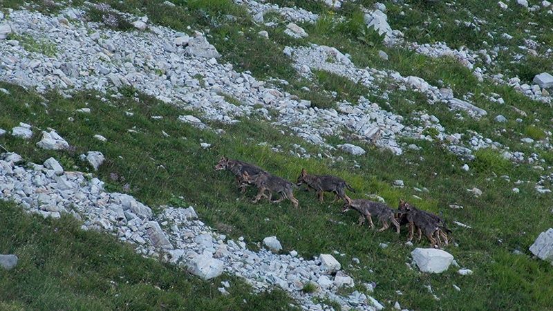 Les louveteaux dans "La vallée des loups", un film de Jean-Michel Bertrand