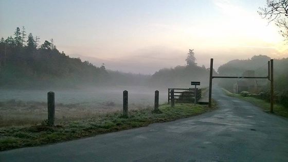 Le murmure des arbres ©Radio France - Cendrine Robelin