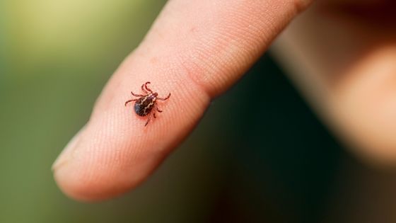 Au moins 27 000 personnes seraient touchées par la maladie de Lyme, transmise par la tique, chaque année en France ©Getty - ArtBoyMB