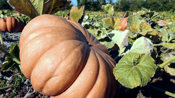 Courge "musquée de Provence" cultivée par Jacky Mercier, maraîcher spécialisé dans la tomate rare et les légumes... ©AFP - Alain Jocard