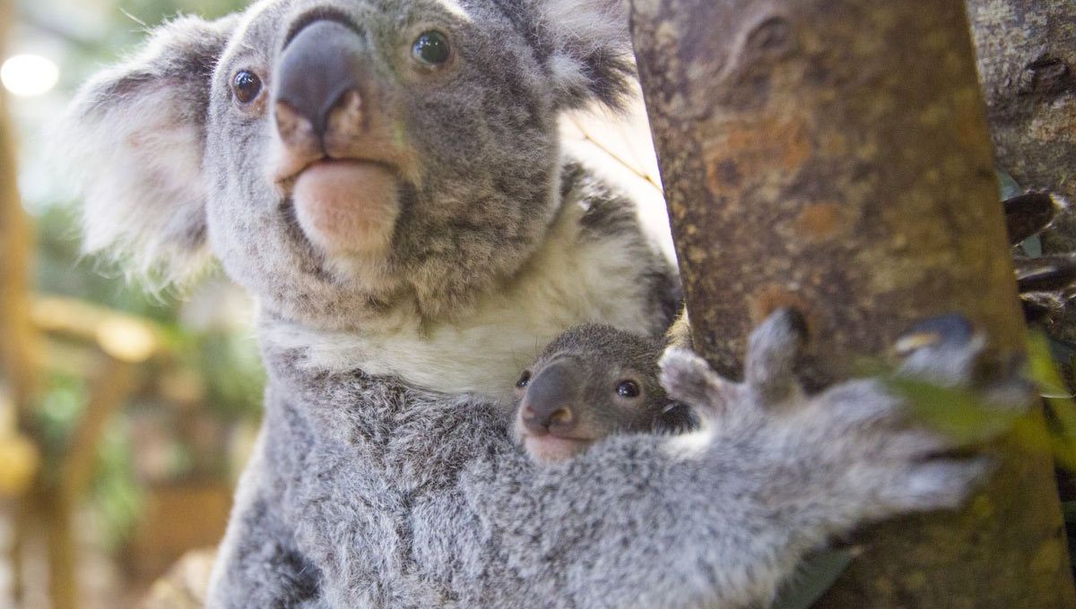 Un Bebe Koala Est Ne Au Zoo De Beauval Un Bebe Koala Est Ne Au Zoo De Beauval