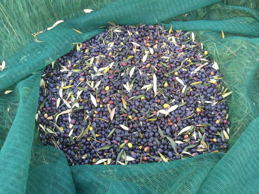 2015, une belle récolte d'olives au Domaine des Prés Fleuris de l'Escarène