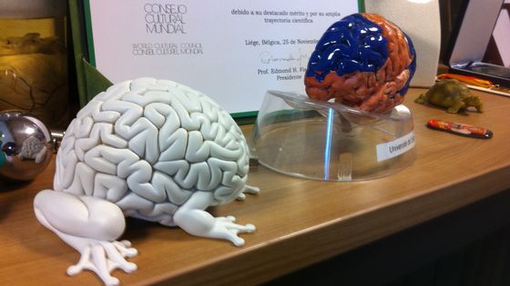 Cerveau ©Radio France - Lydia Ben Ytzhak