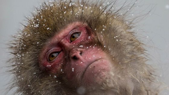 Macaque, Japon ©AFP - Daniel Cardenas / ANADOLU AGENCY