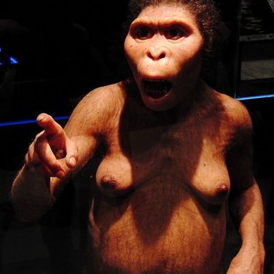 Reconstitution de Lucy au Musée national de la nature et des sciences de Tokyo.