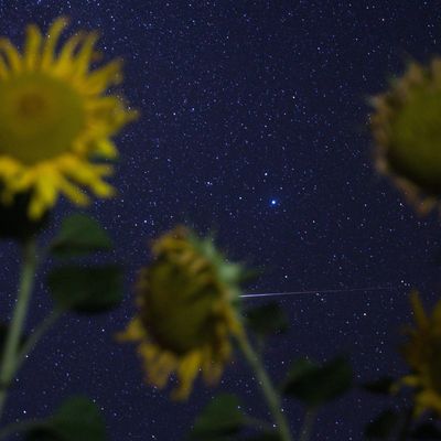 Champs de Tournesol sous les étoiles