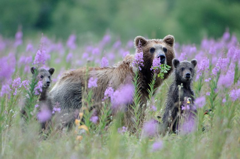 Photo de Vincent Munier, Femelle d'ours brun et ses petits, Kamtchatka (Russie), 2006