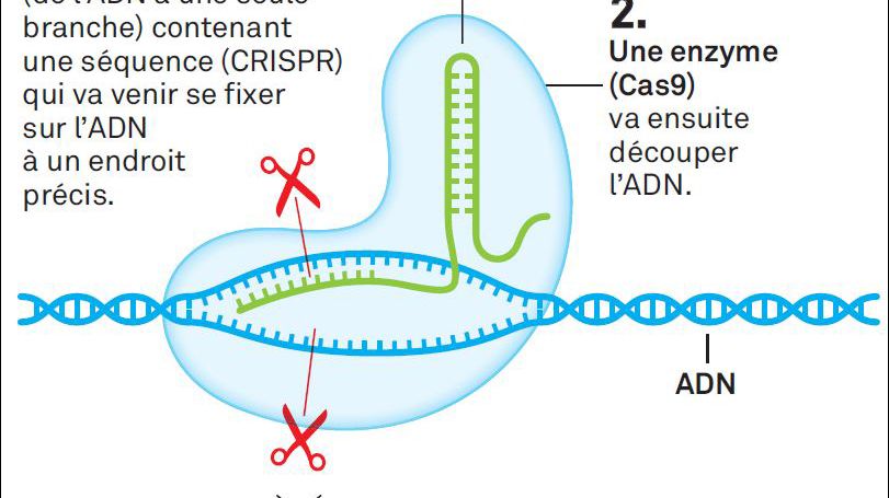 Explications de CRISPR Cas-9