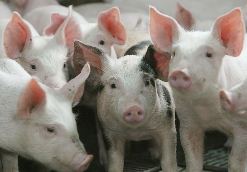 Un élevage de cochon à Schwerdorff