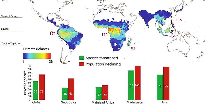 Carte de la répartition des primates dans le monde. En vert: le pourcentage d'espèces menacées. En rouge, le pourcentage de population en déclin.