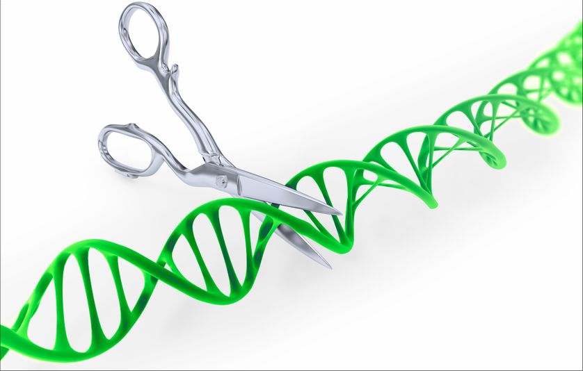 CRISPR Cas9, des "ciseaux à découper l'ADN"