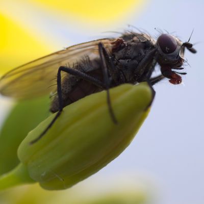 Une mouche