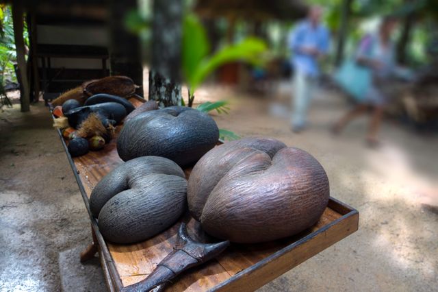 Le coco de mer ou coco fesses en voie de disparition