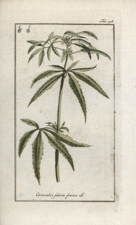 Chanvre ou cannabis, femelle. Lithographie extraite de l'Herbier des plantes médicinales de Johannes Zorn (1739-1799)