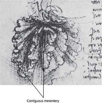 La représentation du mésentère, dessinée par Léonard de Vinci.