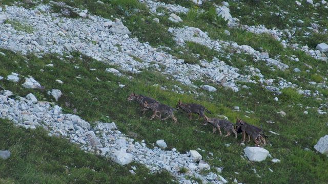 Image extraite de "La vallée des loups"
