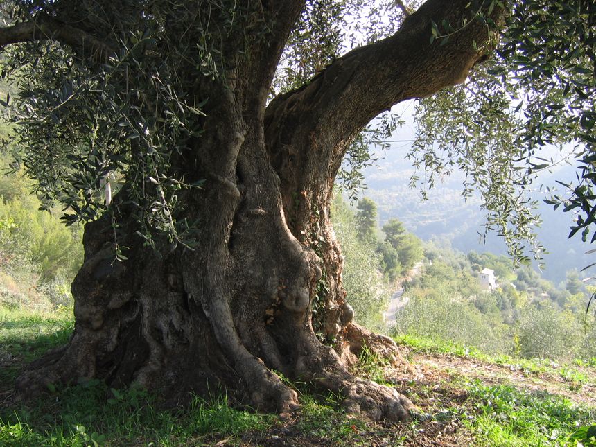Jacqueline Bellino à dans son oliveraie un arbre millénaire, son préféré. Le voici