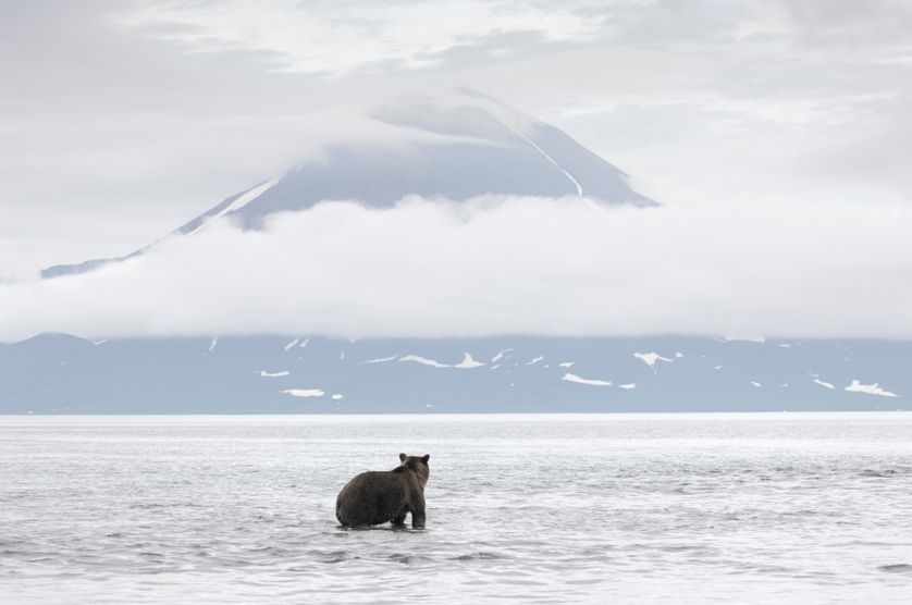 Photo de Vincent Munier, Ours brun devant le volcan Ilinski, Kamtchatka (Russie), 2005