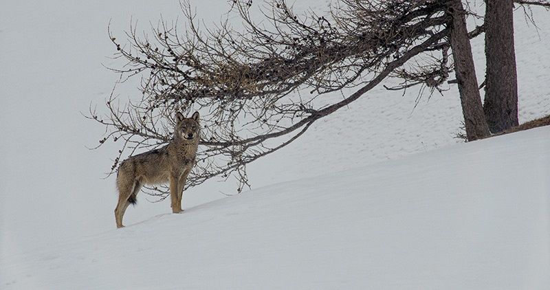 Un face à face avec le loup dans "La vallée des loups", un film de Jean-Michel Bertrand