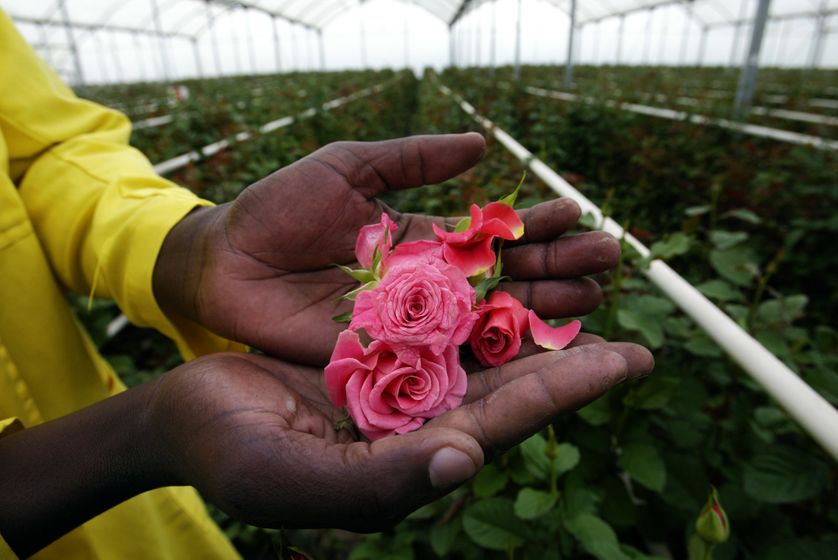 Plantation de roses au Kenya