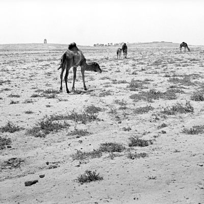 Quelque part au Sahara, il y a 50 ans...