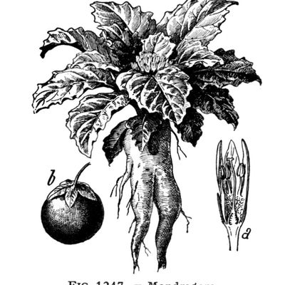 Par Galtier-Boissière, Larousse Médical Illustré, Paris, 1912.
