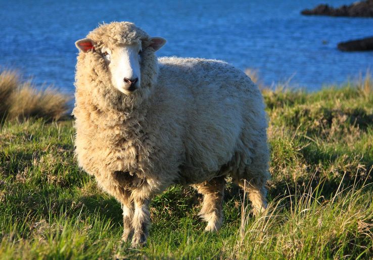 La brebis Dolly, 1er mammifère cloné en 1996